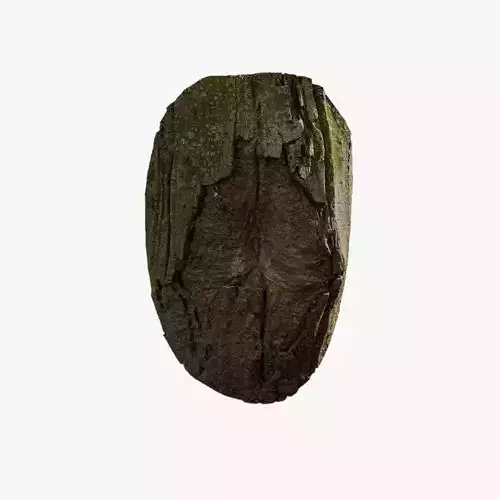 Anydrafts Populus x canadensis Burl 02