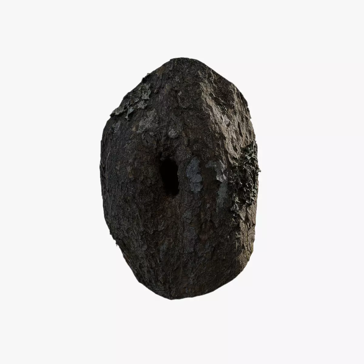 Anydrafts Rhododendron lapponicum Burl 01 Low-poly 3D model_0