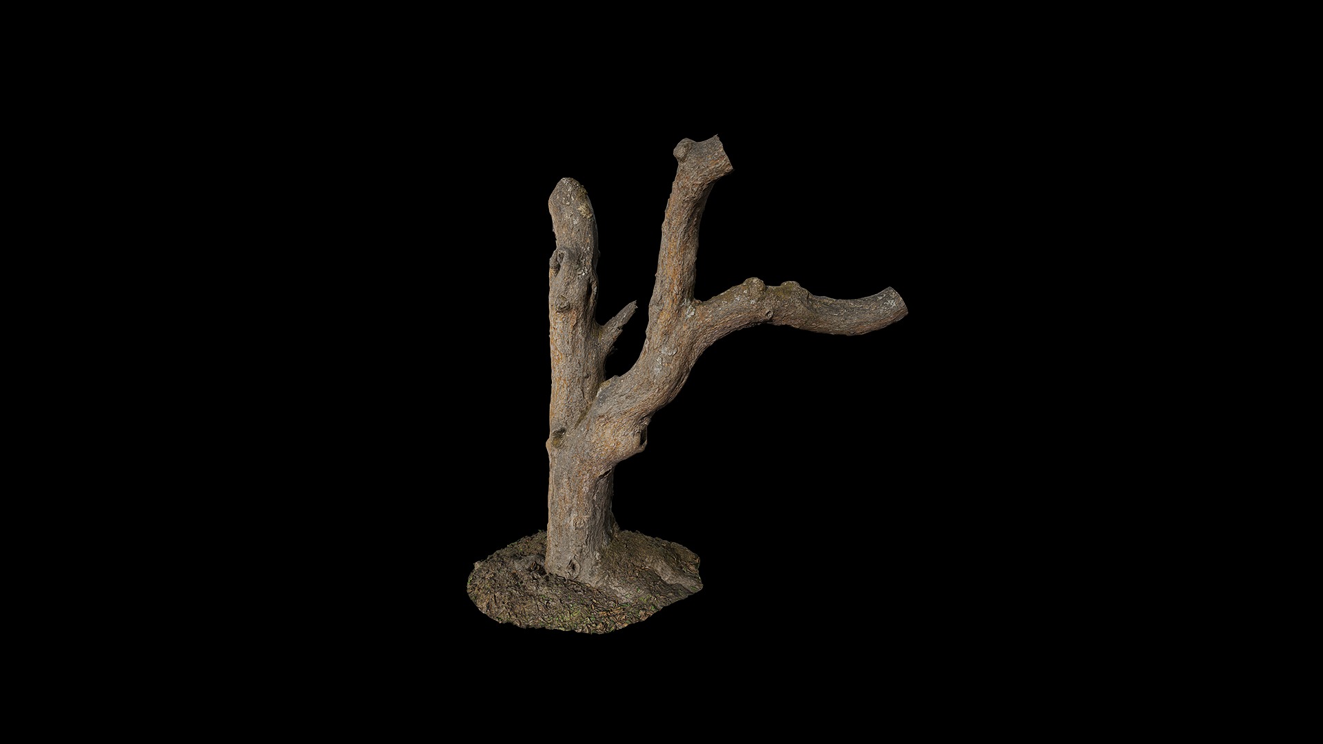 Anydrafts Rhododendron lapponicum Trunk 01 Low-poly 3D model_2