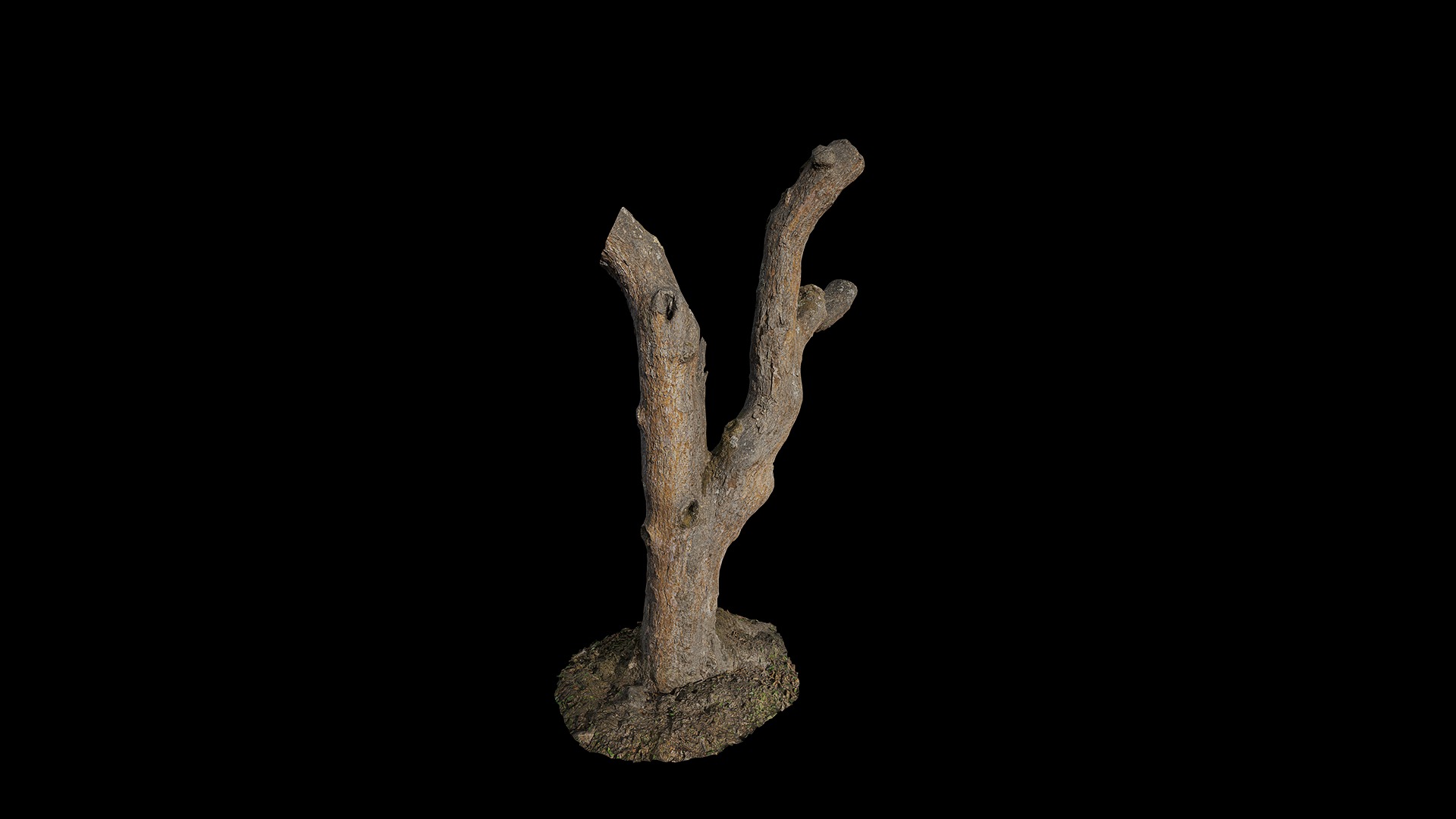 Anydrafts Rhododendron lapponicum Trunk 01 Low-poly 3D model_4