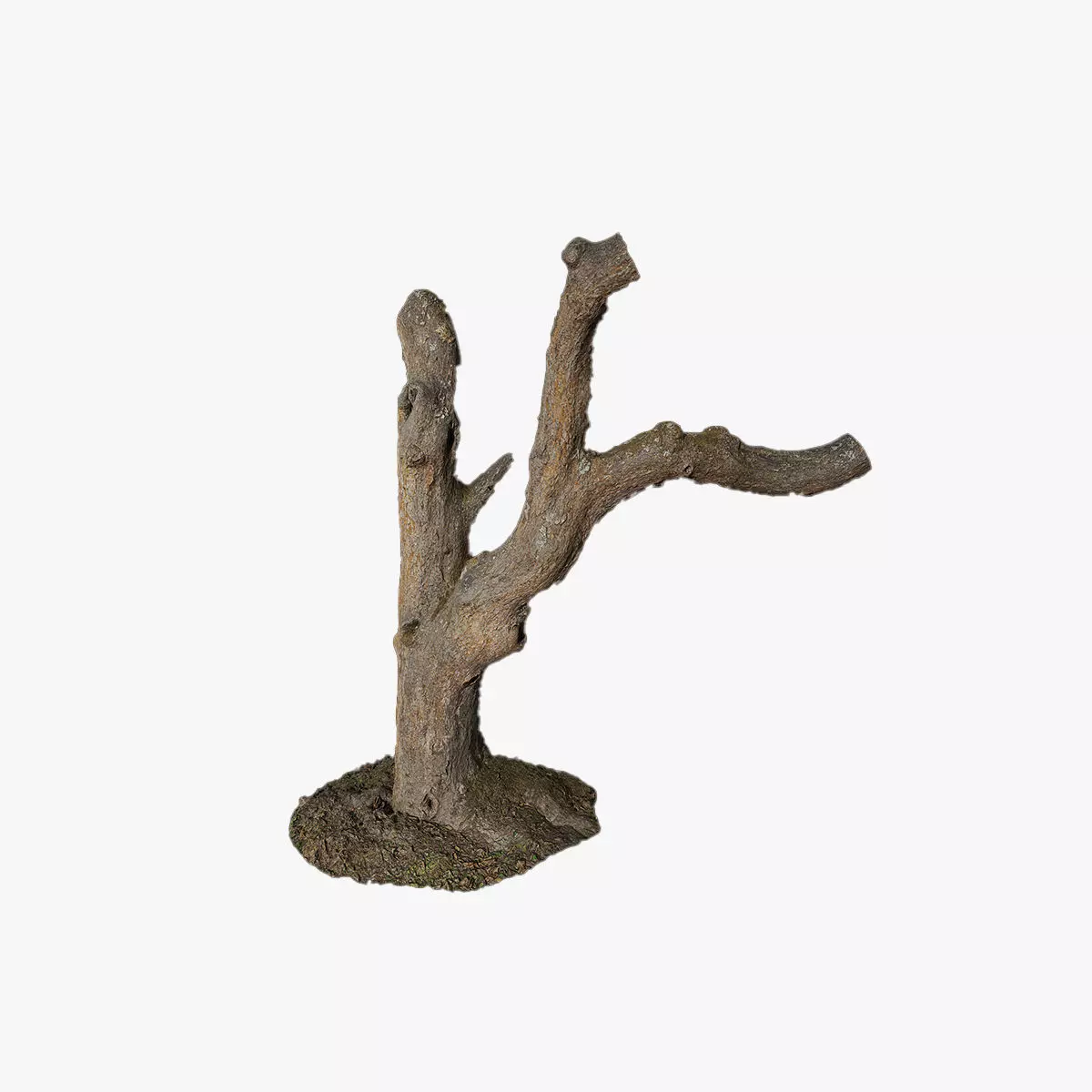 Anydrafts Rhododendron lapponicum Trunk 01 Low-poly 3D model_0