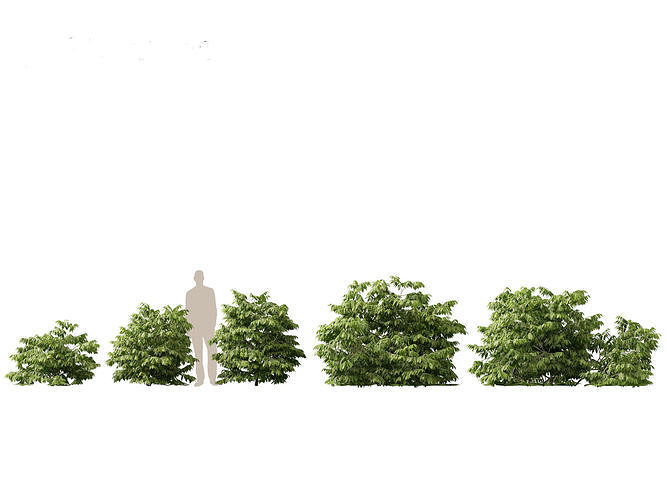 HighPolyLowPoly- Artabotrys odoratissimus - ylang-ylang vine Low-poly 3D model