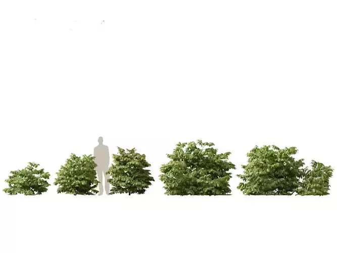 HighPolyLowPoly- Artabotrys odoratissimus - ylang-ylang vine Low-poly 3D model