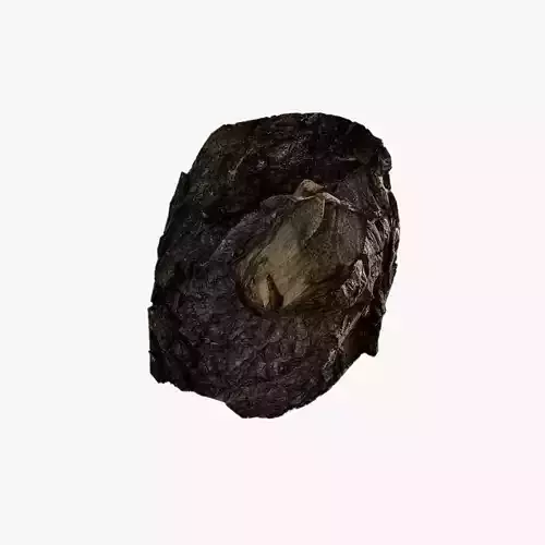 Anydrafts Salix babylonica Burl 02