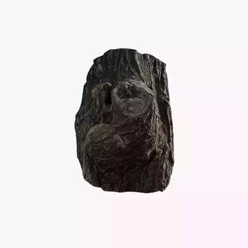 Anydrafts Salix babylonica Burl 04