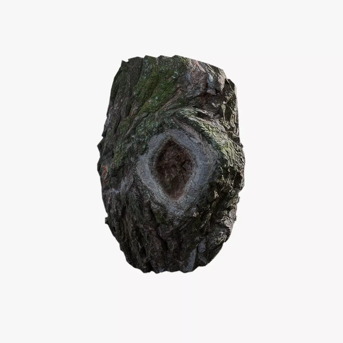 Anydrafts Salix babylonica Burl 06 Low-poly 3D model