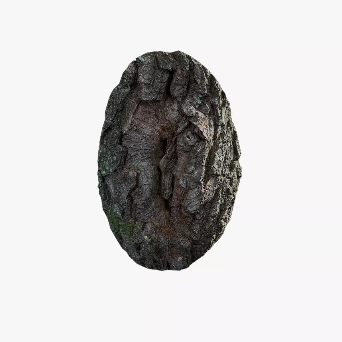 Anydrafts Salix babylonica Burl 07 Low-poly 3D model