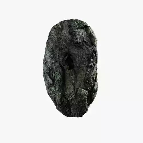 Anydrafts Salix babylonica Burl 10