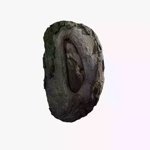 Anydrafts Salix matsudana Burl 04