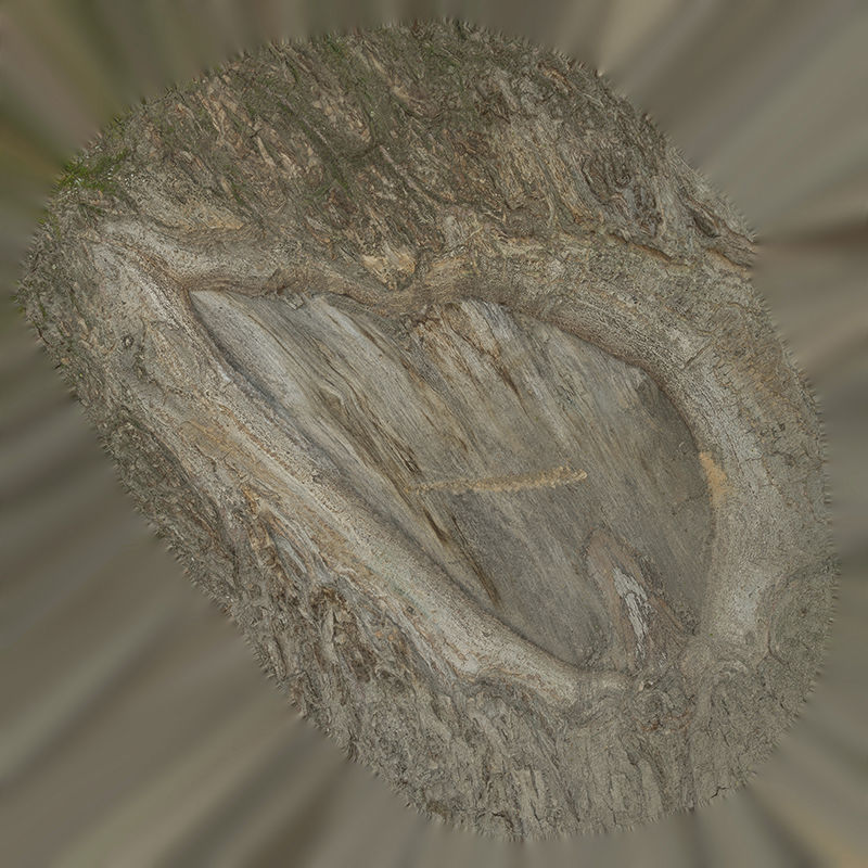 Anydrafts Salix matsudana Burl 06 Low-poly 3D model_1