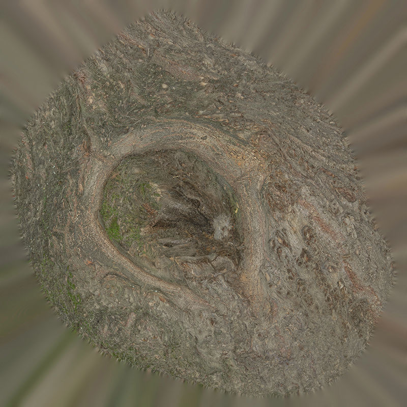 Anydrafts Salix matsudana Burl 08 Low-poly 3D model_1