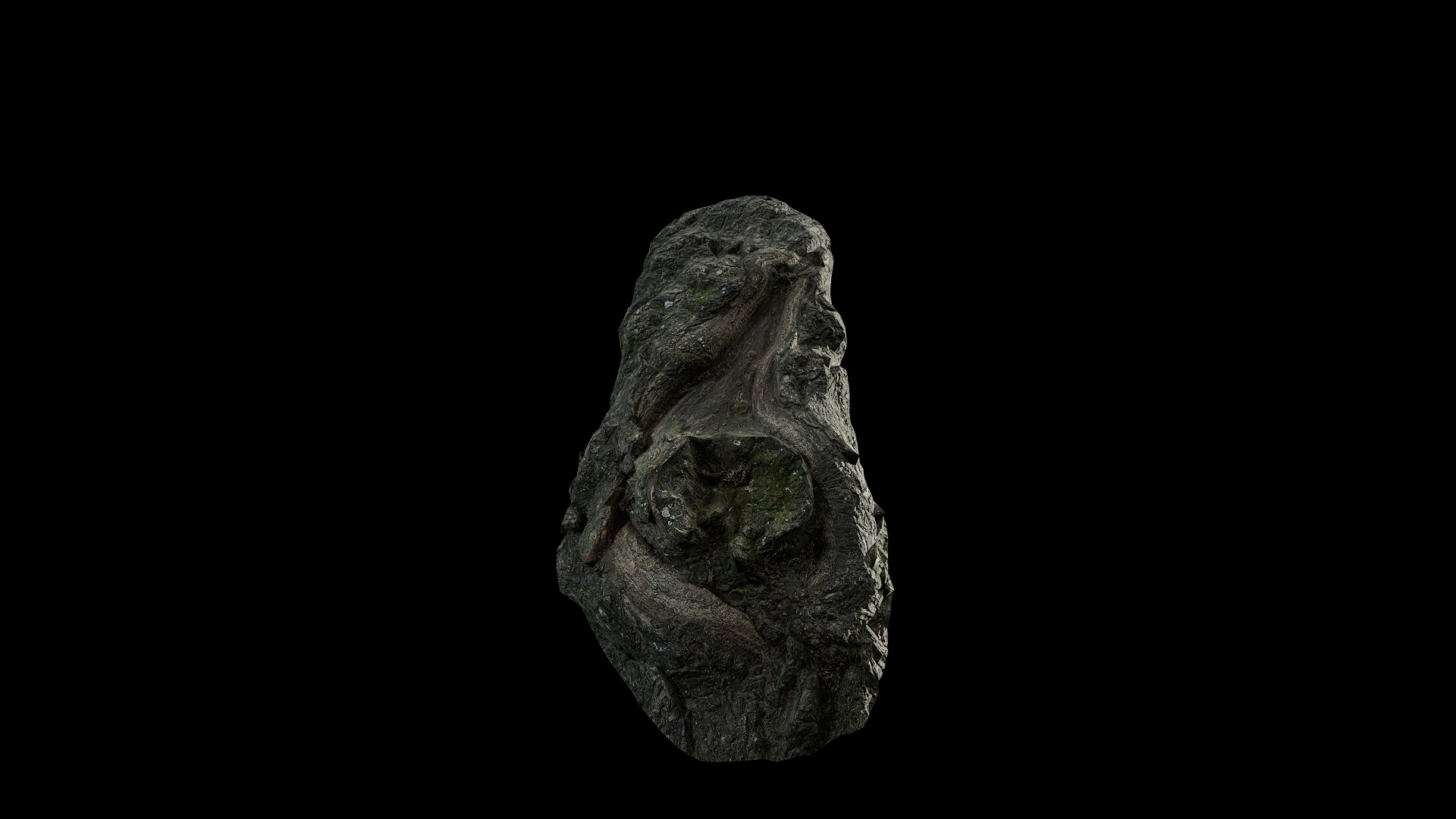 Anydrafts Salix matsudana Burl 09 Low-poly 3D model_5