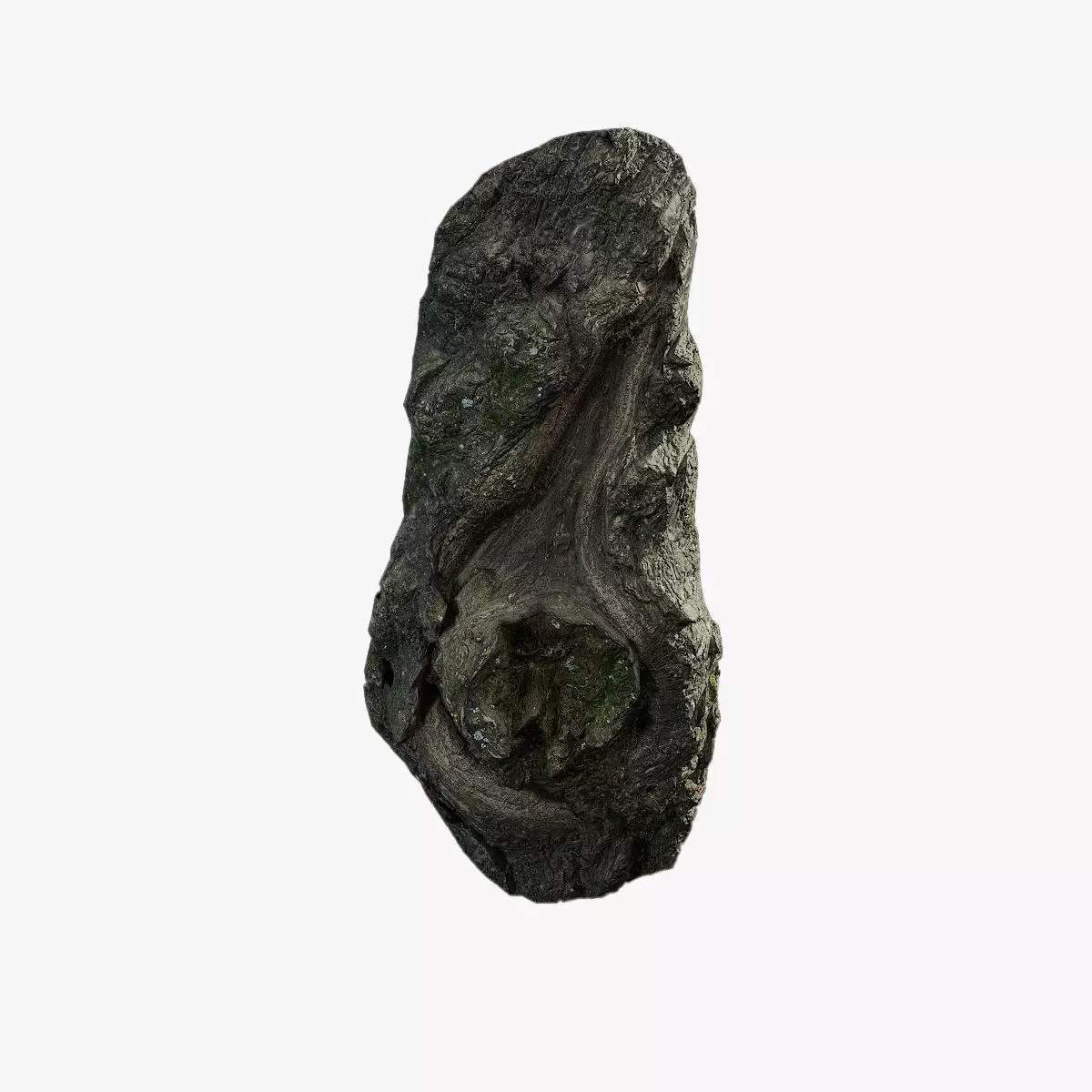 Anydrafts Salix matsudana Burl 09 Low-poly 3D model_0