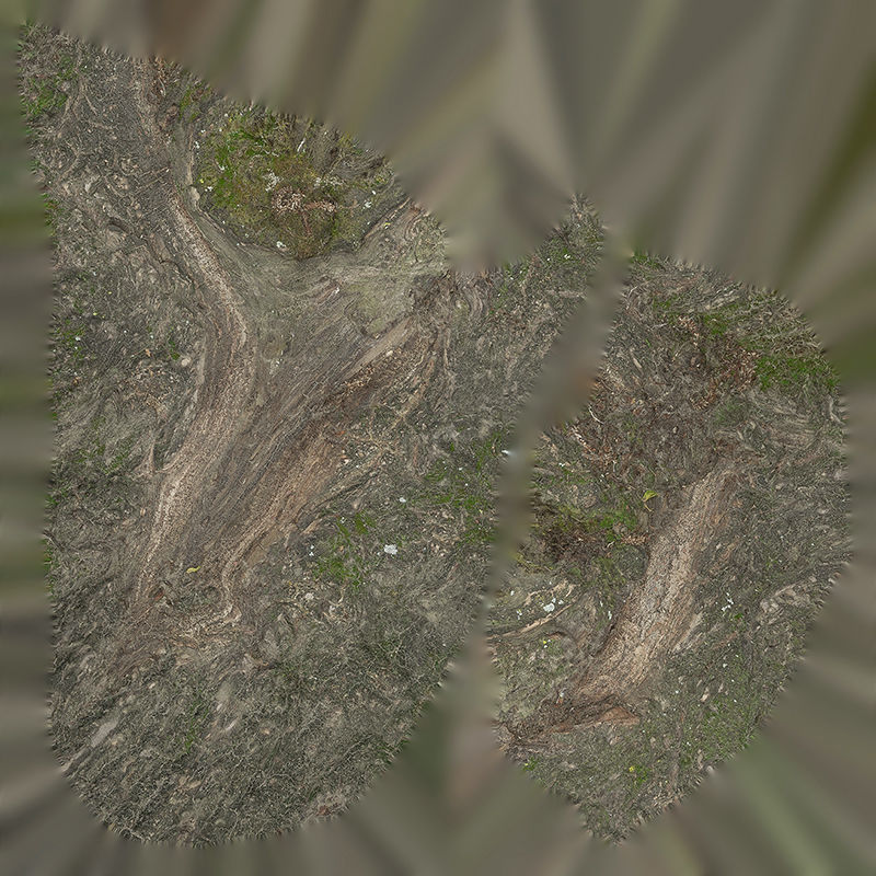 Anydrafts Salix matsudana Burl 09 Low-poly 3D model_1