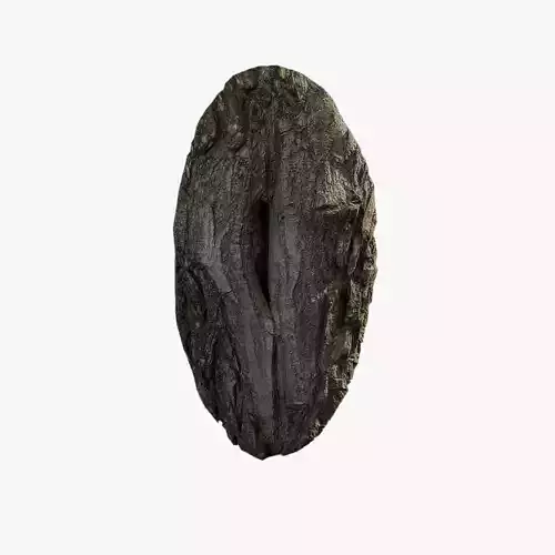 Anydrafts Salix matsudana Burl 10