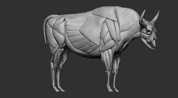 European Bison  muscle file 3D model