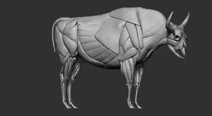 European Bison  muscle file