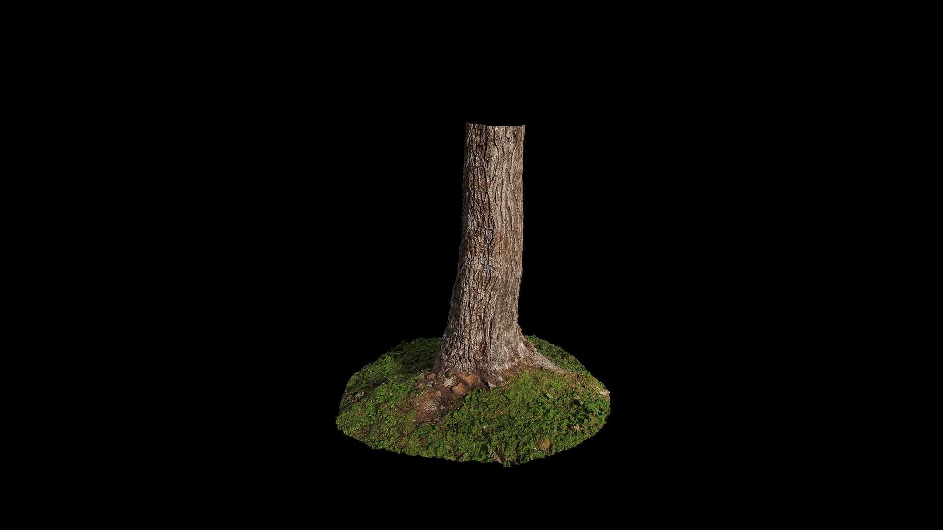 Anydrafts Salix matsudana Trunk 01 Low-poly 3D model_2