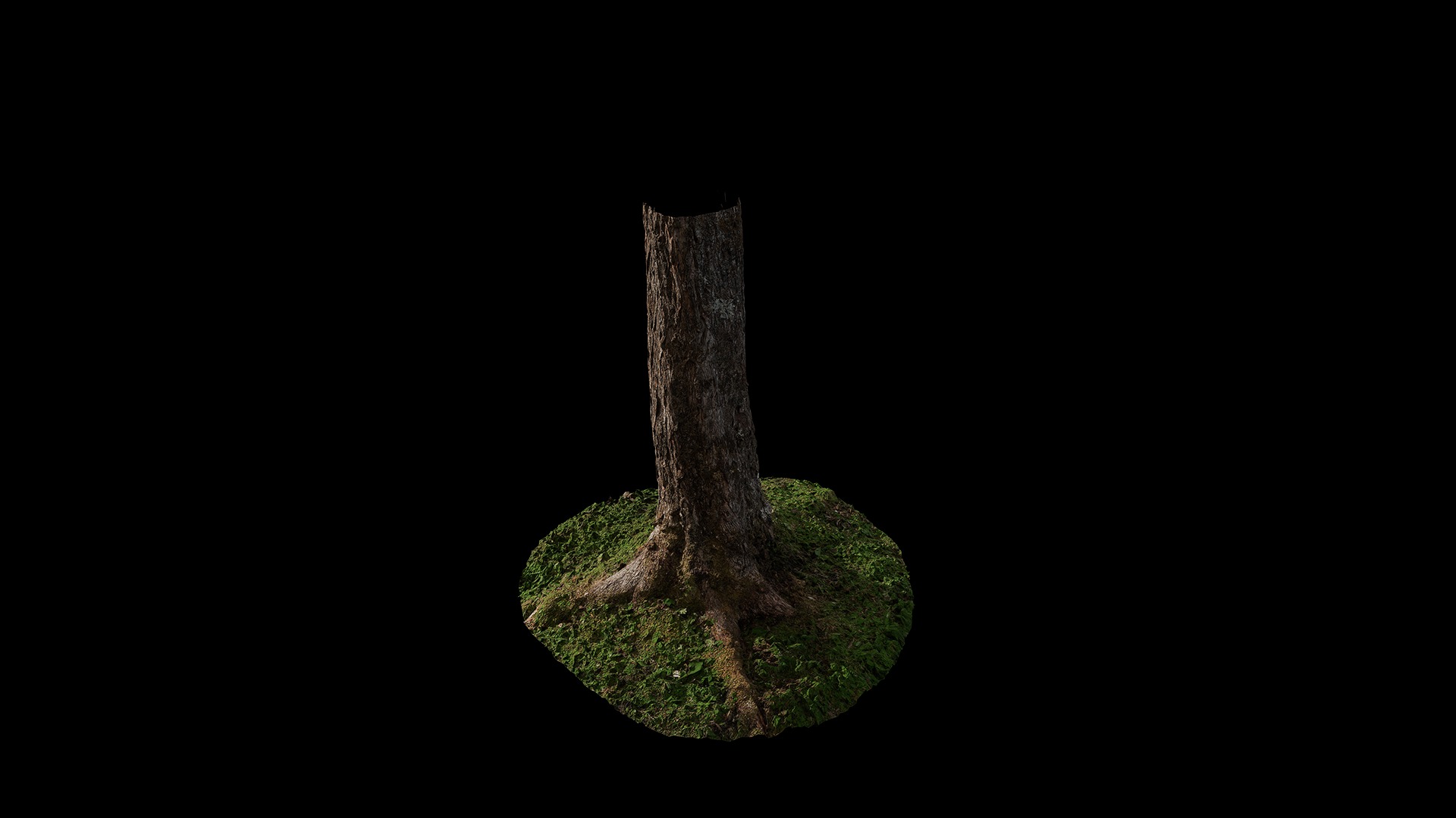 Anydrafts Salix matsudana Trunk 01 Low-poly 3D model_5