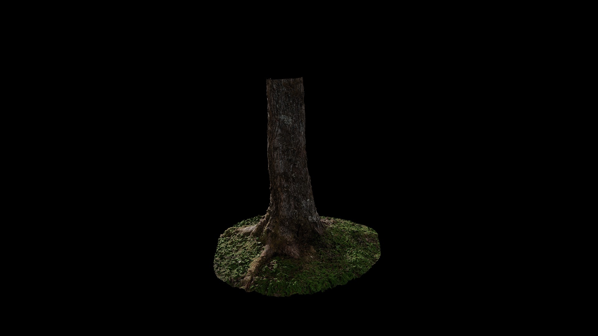 Anydrafts Salix matsudana Trunk 01 Low-poly 3D model_4