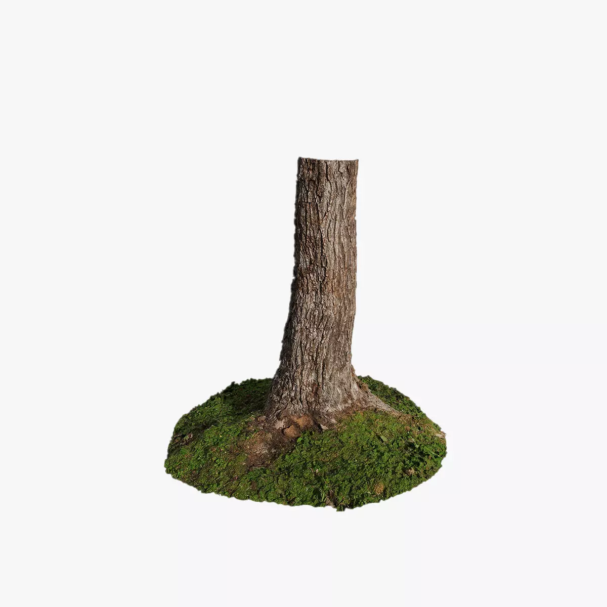 Anydrafts Salix matsudana Trunk 01 Low-poly 3D model_0