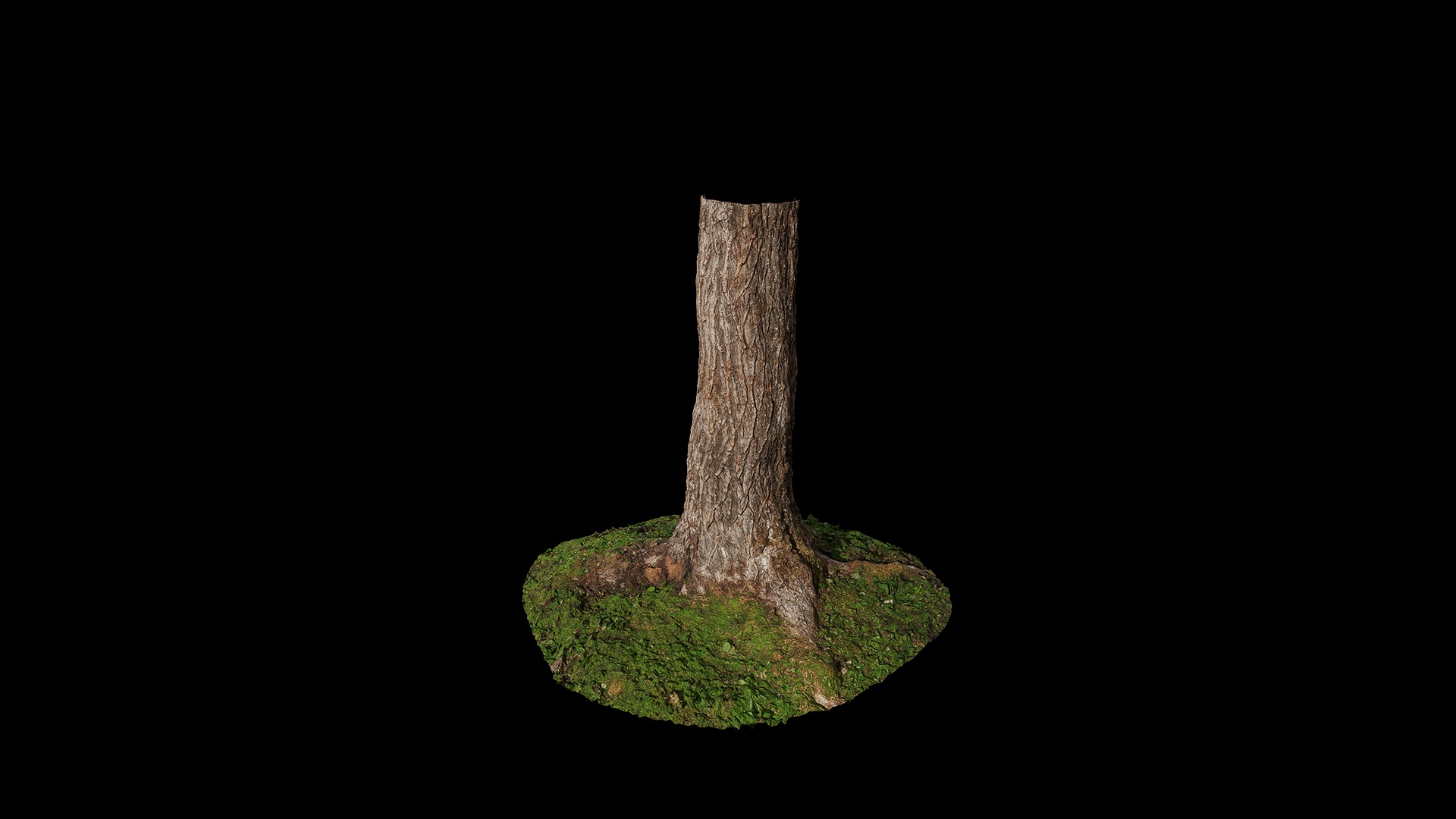 Anydrafts Salix matsudana Trunk 01 Low-poly 3D model_6