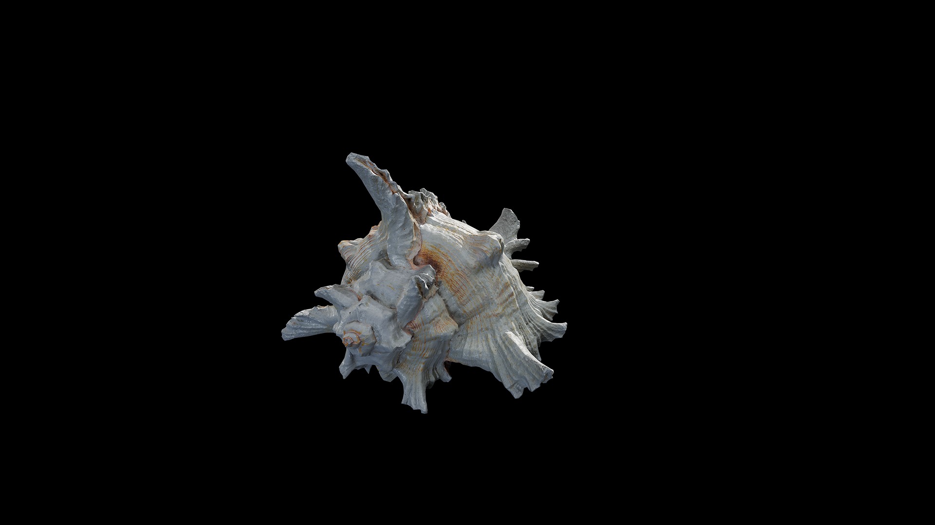 Anydrafts Sea snail 01 Low-poly 3D model_2
