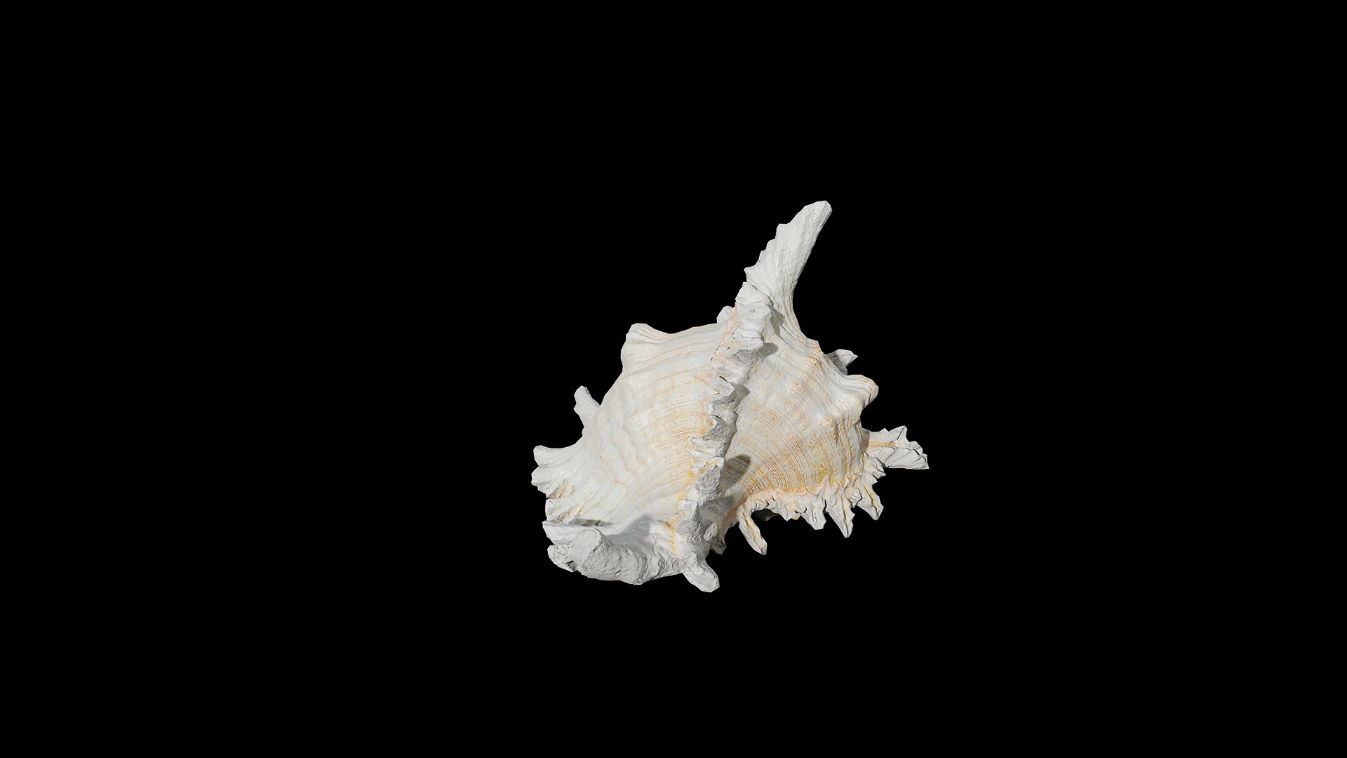 Anydrafts Sea snail 01 Low-poly 3D model_7