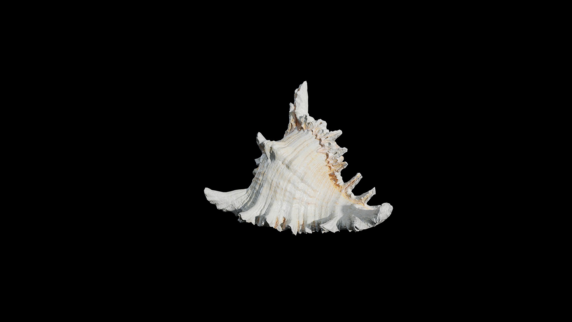 Anydrafts Sea snail 01 Low-poly 3D model_4