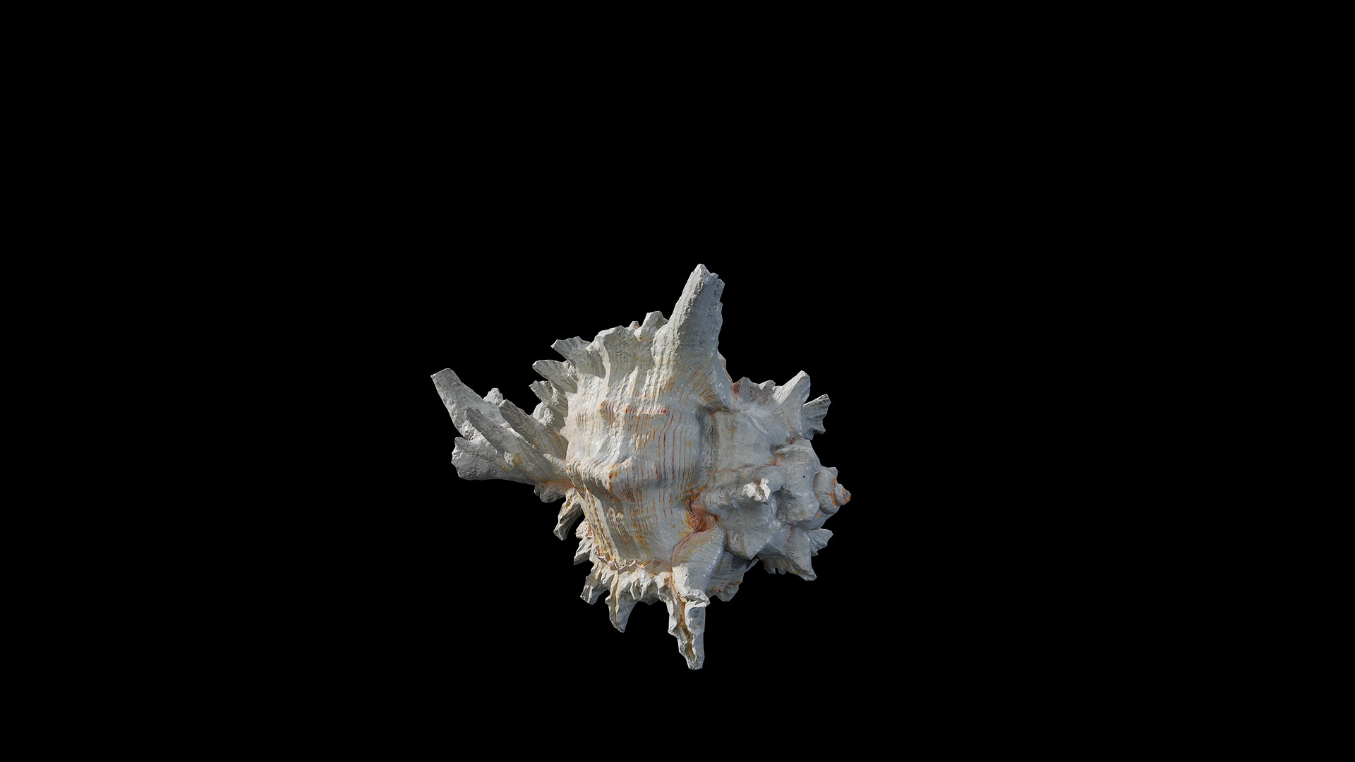 Anydrafts Sea snail 01 Low-poly 3D model_6