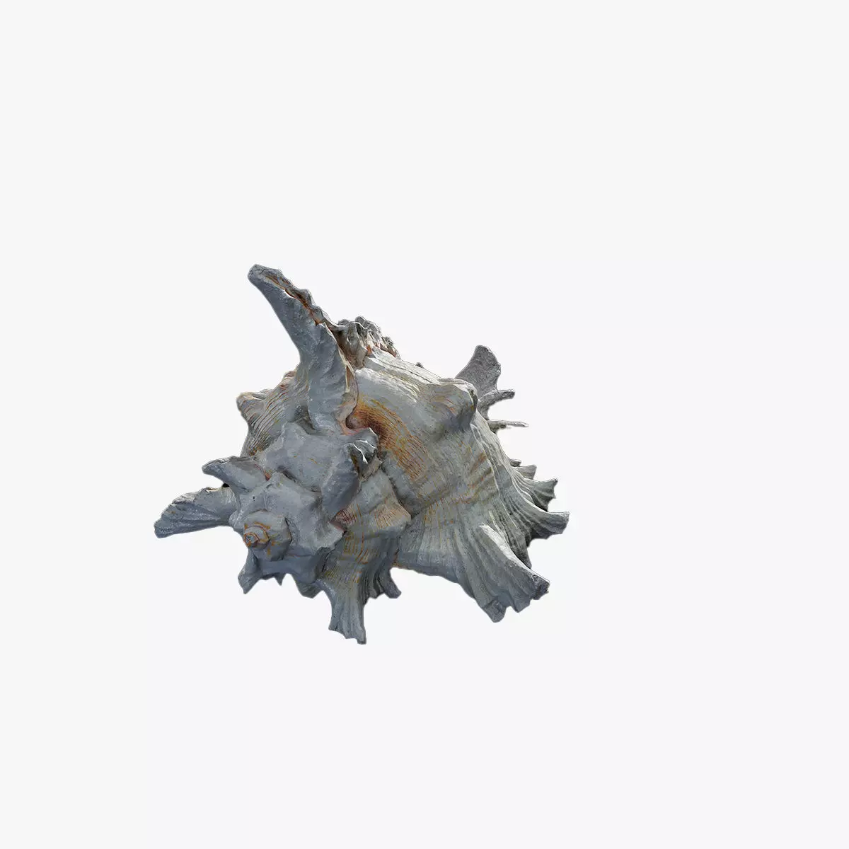 Anydrafts Sea snail 01 Low-poly 3D model_0