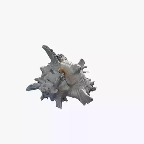 Anydrafts Sea snail 01