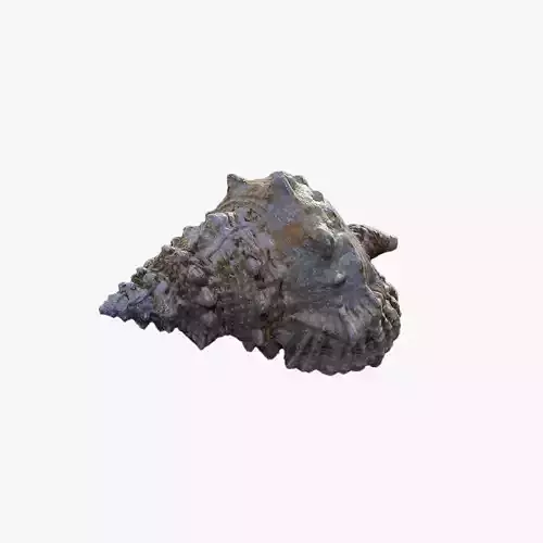 Anydrafts Sea snail 02