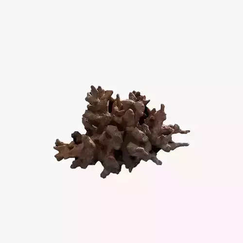 Anydrafts Sea snail 03