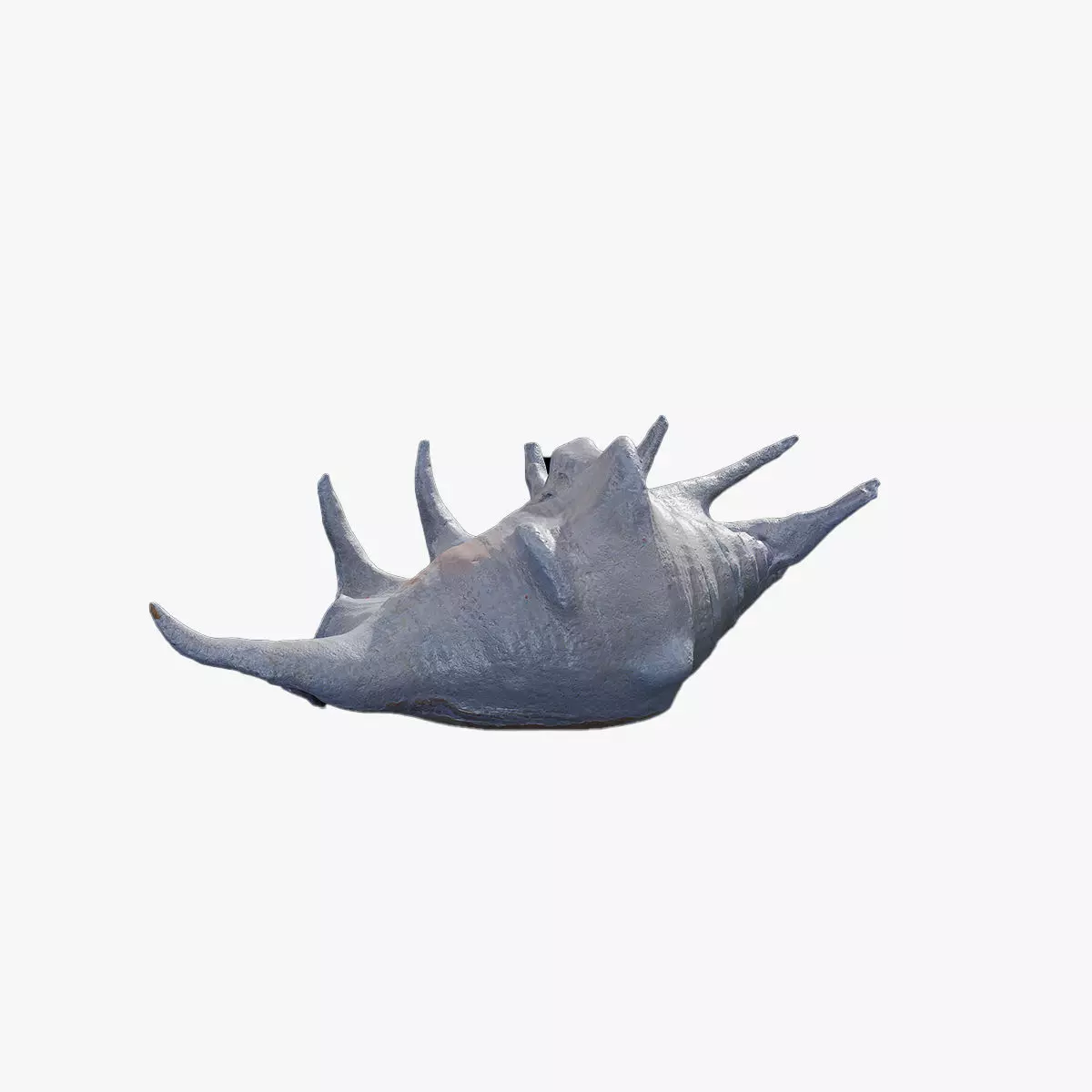 Anydrafts Sea snail 04 Low-poly 3D model_0