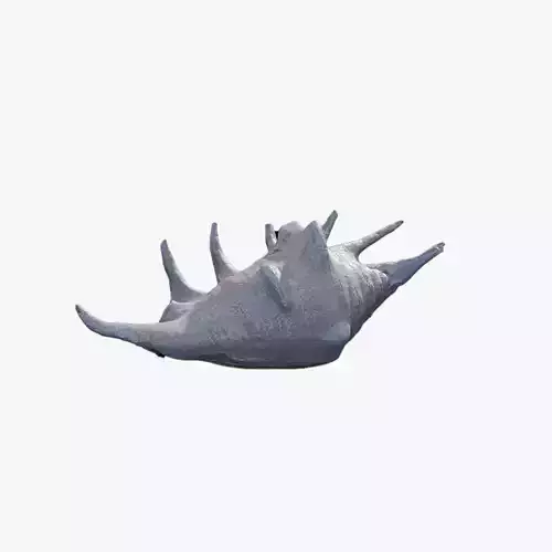 Anydrafts Sea snail 04