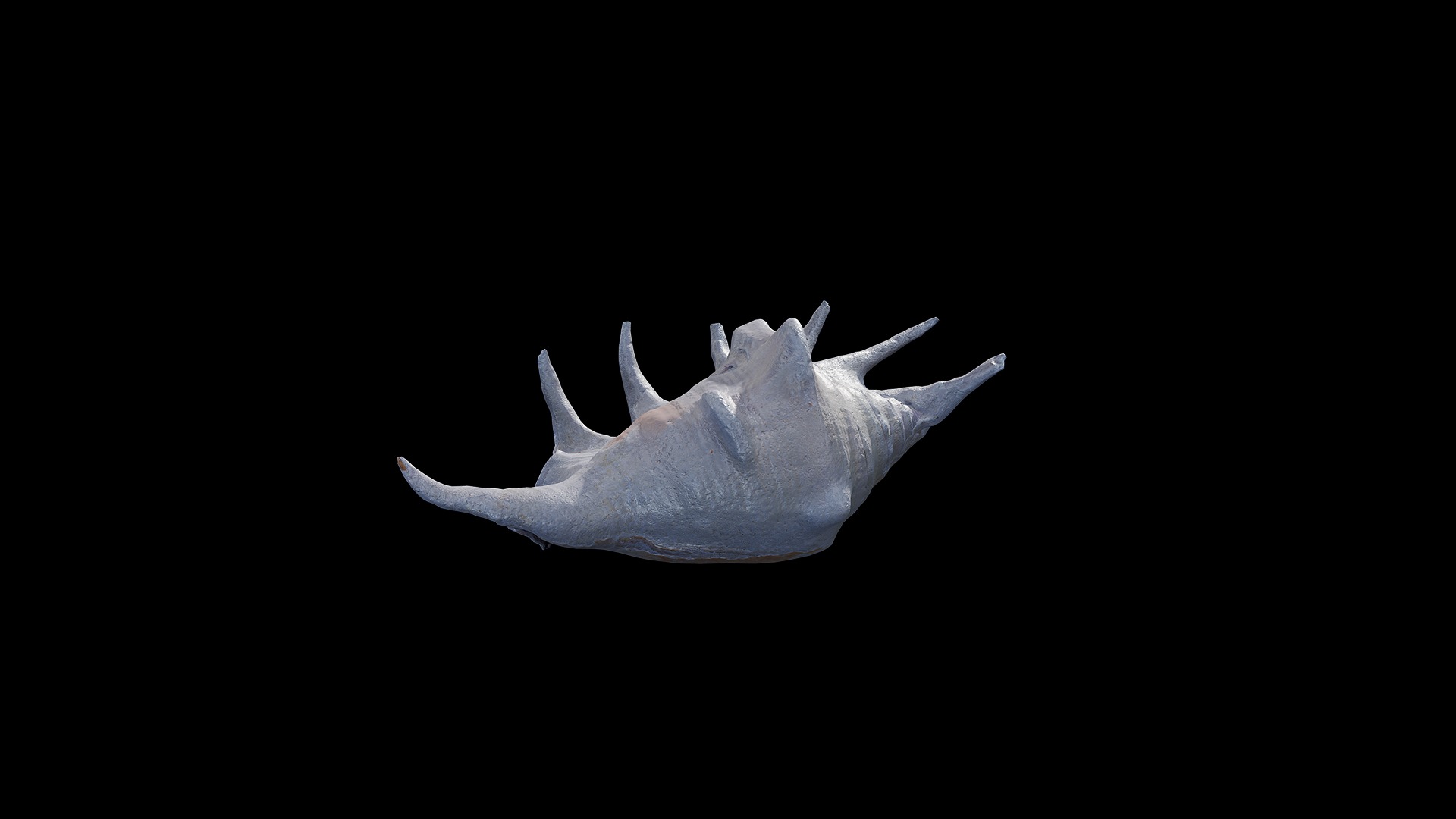 Anydrafts Sea snail 04 Low-poly 3D model_2