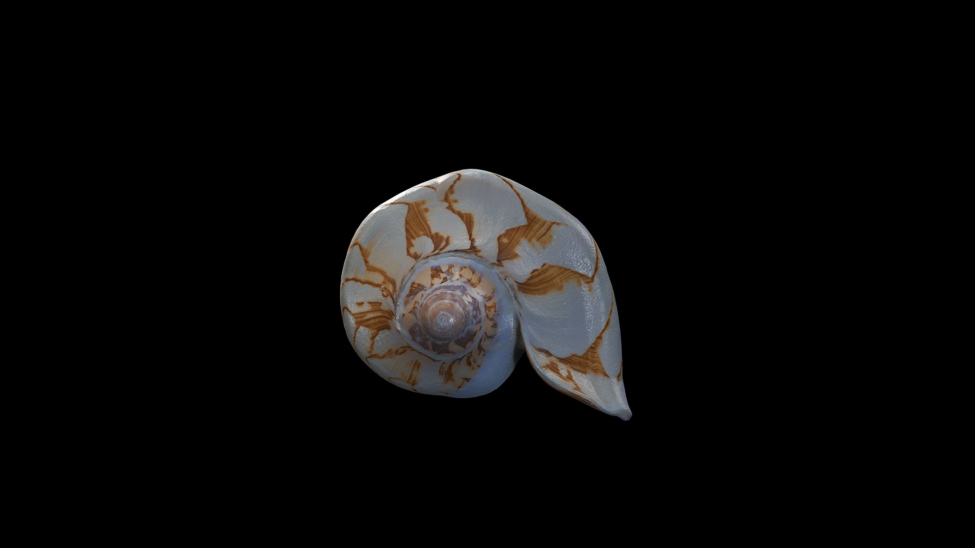 Anydrafts Sea snail 05 Low-poly 3D model_5