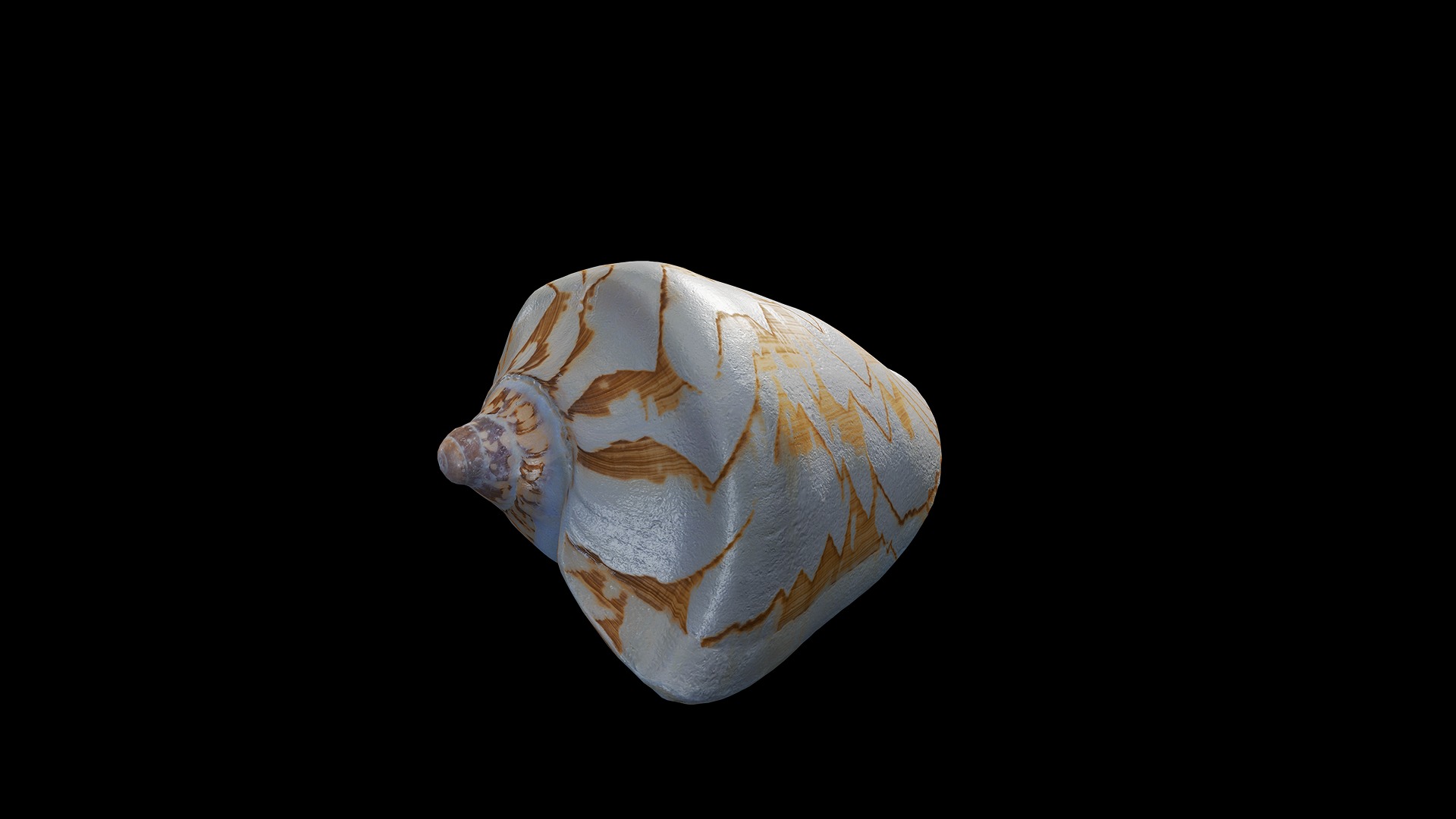 Anydrafts Sea snail 05 Low-poly 3D model_2