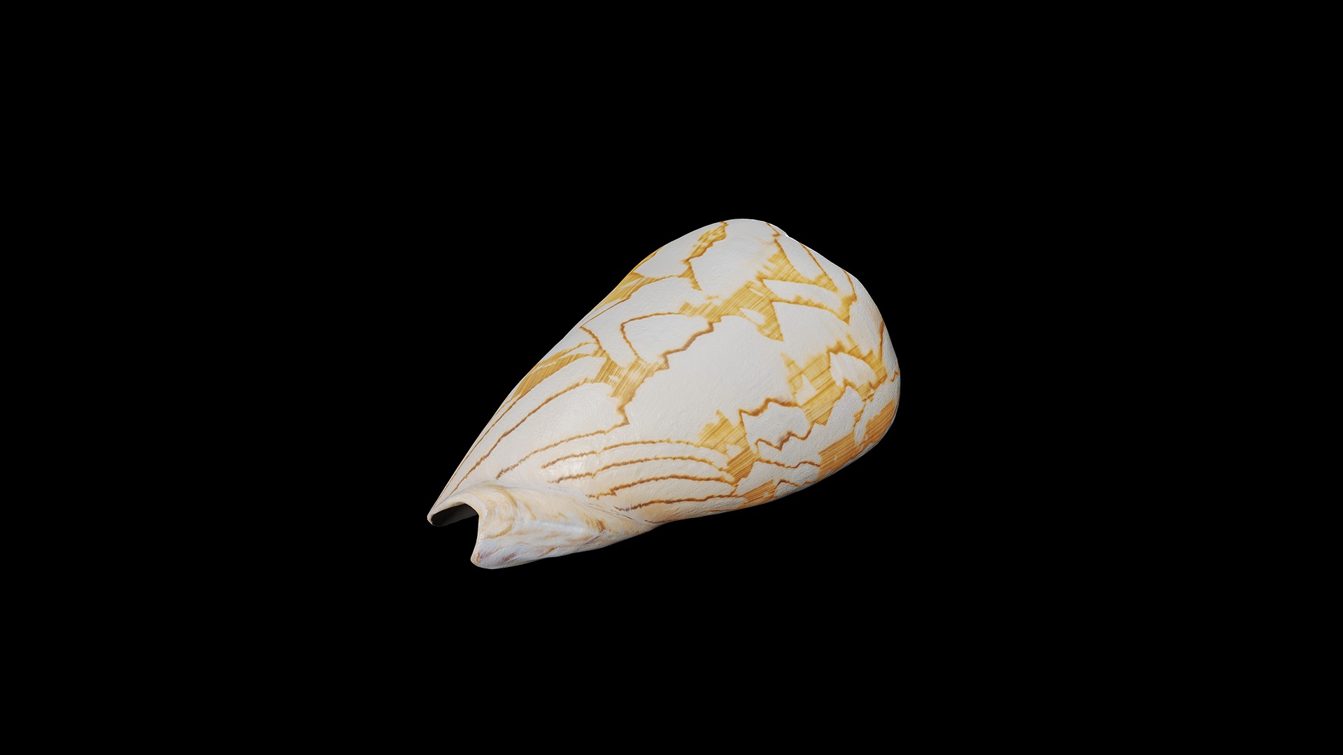 Anydrafts Sea snail 05 Low-poly 3D model_7