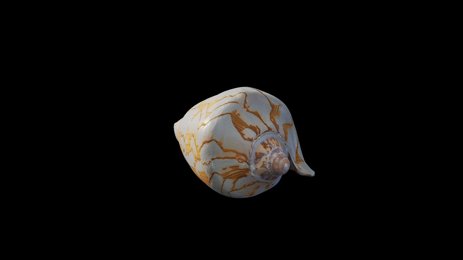 Anydrafts Sea snail 05 Low-poly 3D model_6