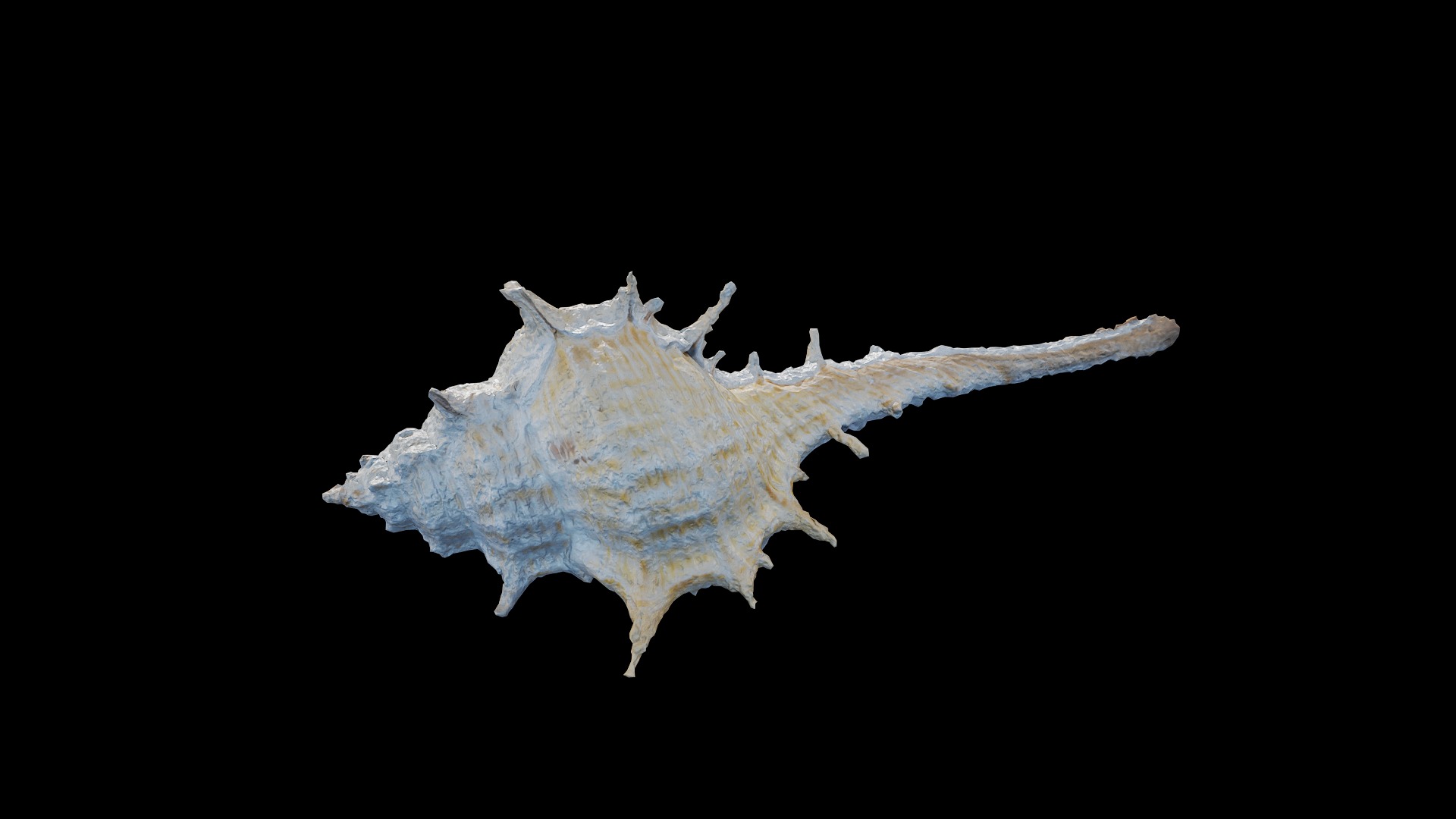 Anydrafts Sea snail 06 Low-poly 3D model_5
