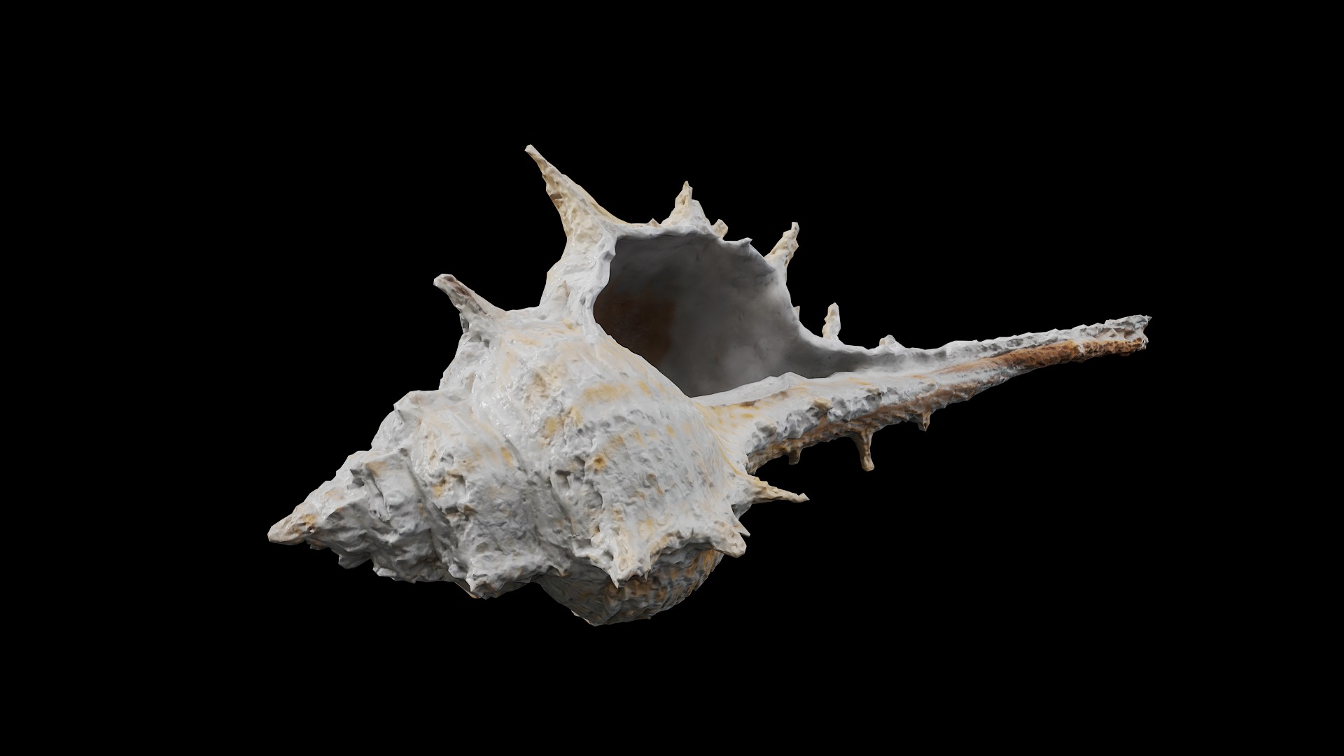 Anydrafts Sea snail 06 Low-poly 3D model_7