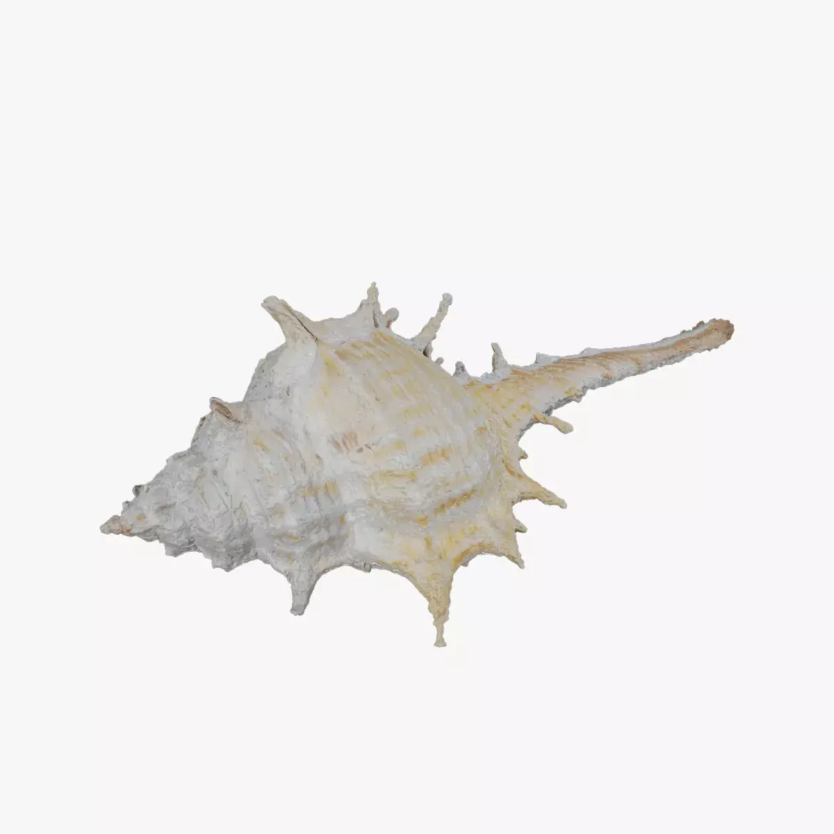 Anydrafts Sea snail 06 Low-poly 3D model_0