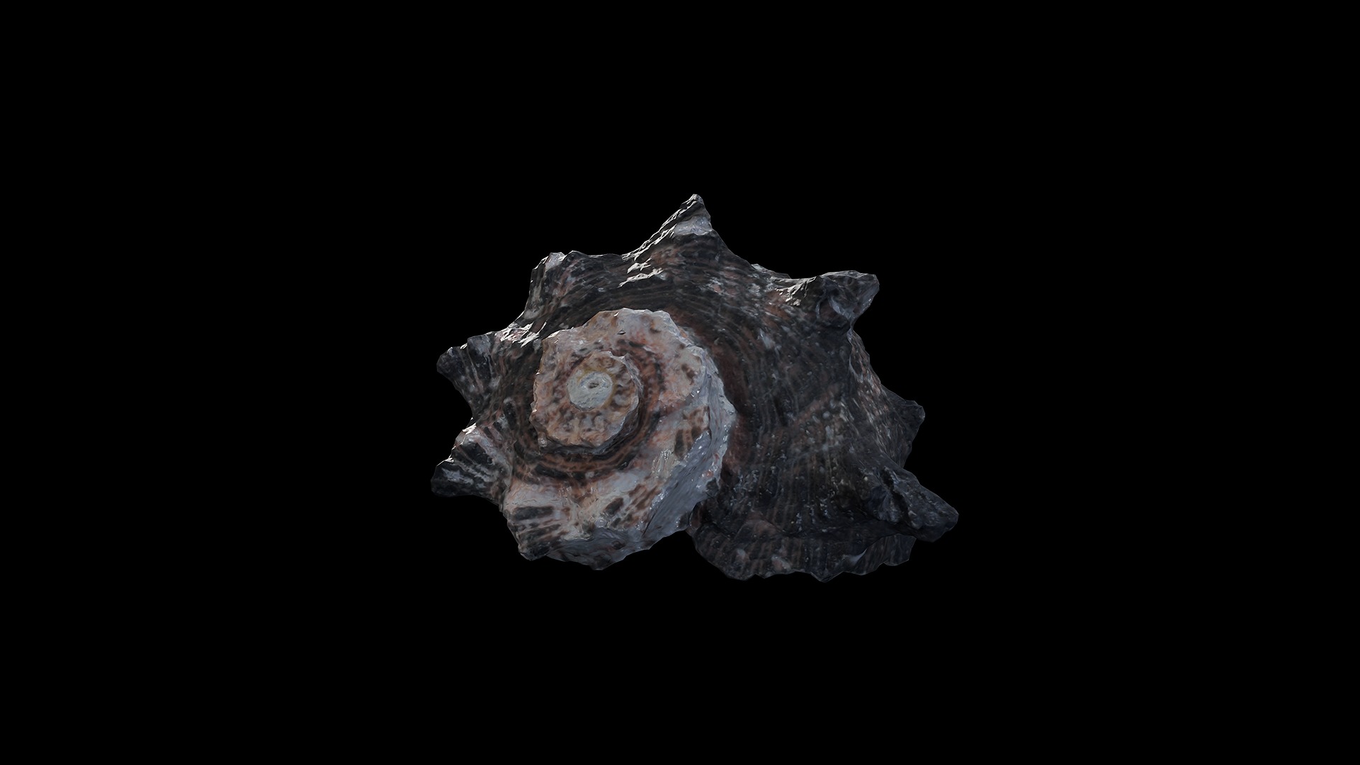 Anydrafts Sea snail 07 Low-poly 3D model_5