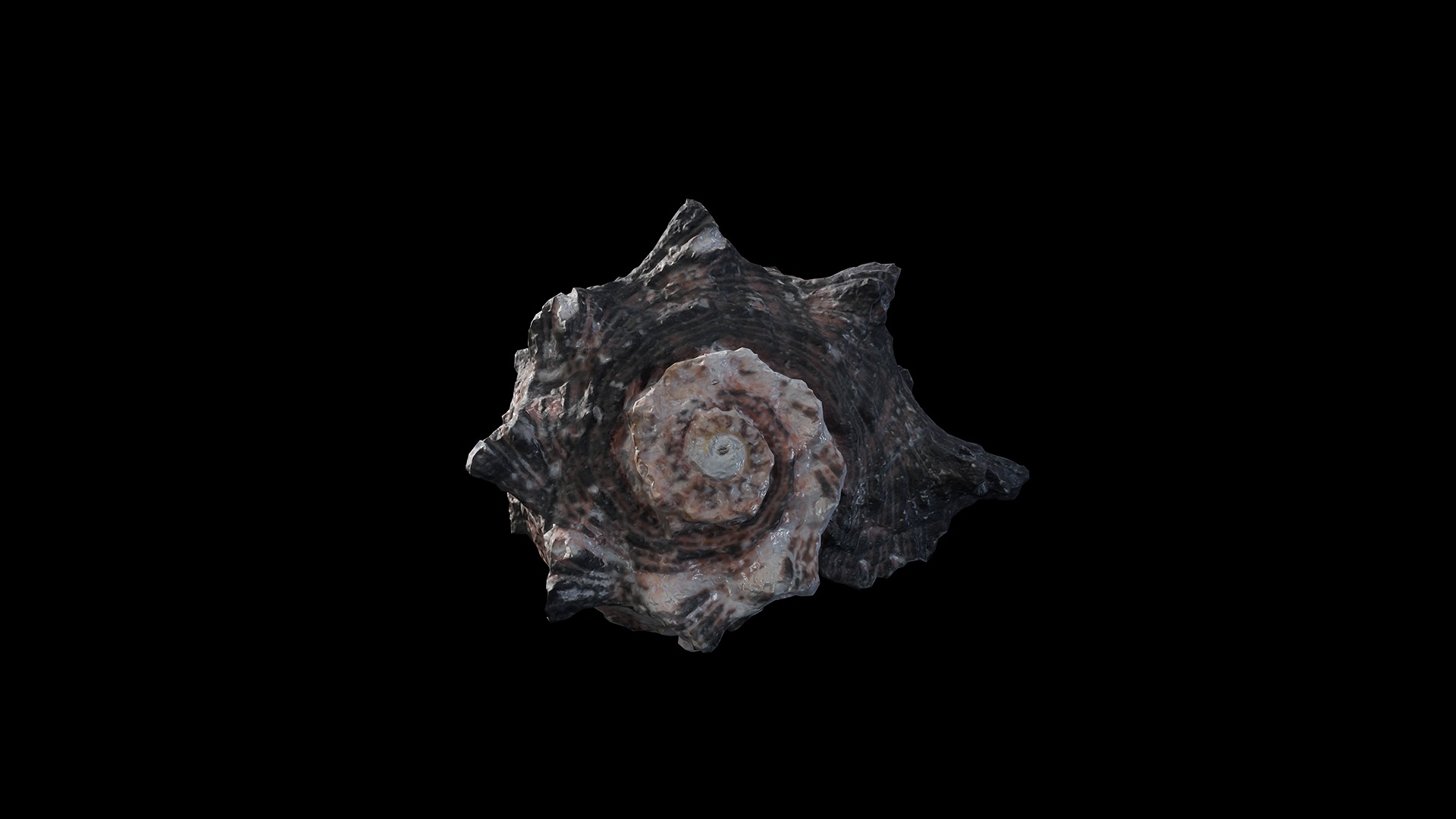Anydrafts Sea snail 07 Low-poly 3D model_2