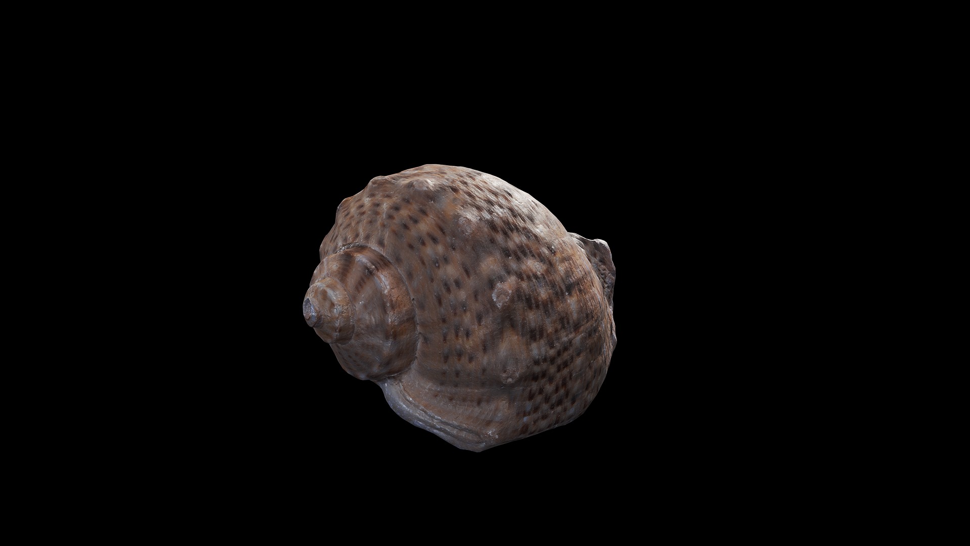 Anydrafts Sea snail 08 Low-poly 3D model_7