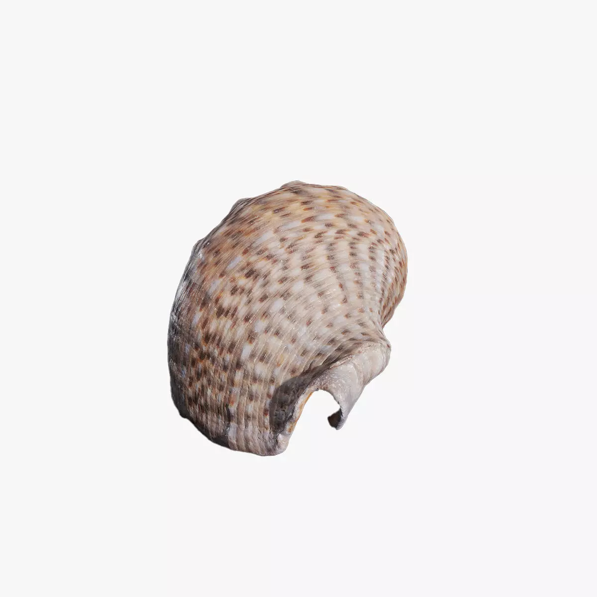 Anydrafts Sea snail 08 Low-poly 3D model_0