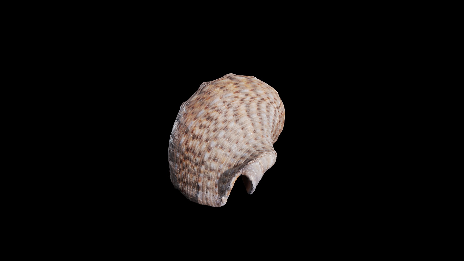 Anydrafts Sea snail 08 Low-poly 3D model_2