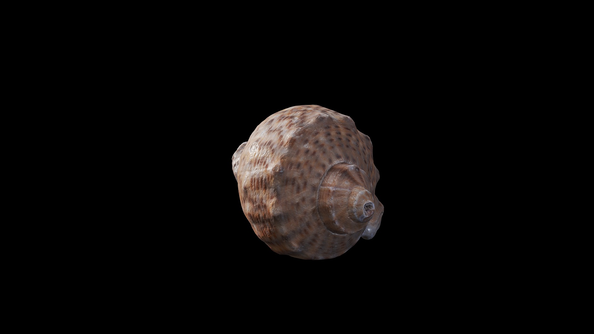 Anydrafts Sea snail 08 Low-poly 3D model_5